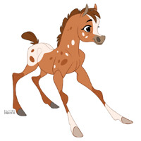 Appaloosa Filly
