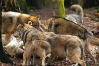 Wolf furpile?