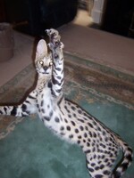 My Aunts new buddie