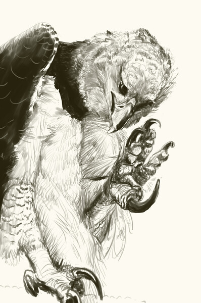 Anna Khudorenko - Harpy eagle and griffin sketches