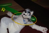 FWA '10 Rory is Down!