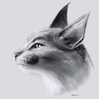 Lynx sketch