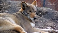 Laying Red Wolf