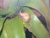 mousie pic for nana.