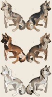 Canine Adoptables [CLOSED]