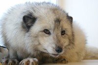 Polar fox