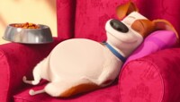 The Secret Life of Pets Max's Big Belly