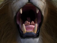 Lion king's breakfast 3/4A