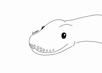 snek blelele animation test