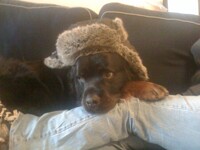 Comrade Fuzzbutt