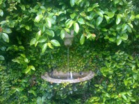 Overgrown Fountain