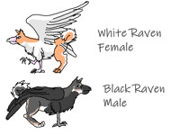 Shiba/Raven Gryphons!