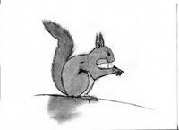 Squirrel Study