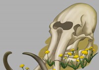 Skull and flowers