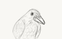 raven sketch