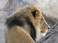 The mane attraction