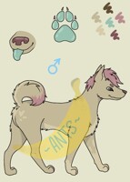 Adopt dog