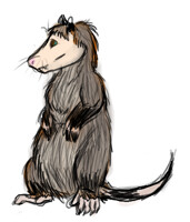 Anthropossum in crapnicolour
