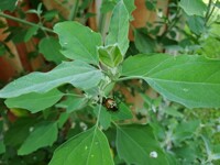 They stealing my plants