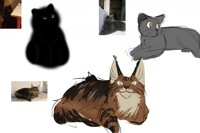 Domestic cats