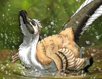 Ancient birb takes a bath