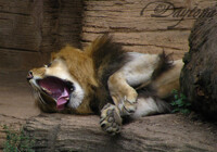 Man Yawn