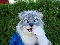 Snep.exe has stopped working