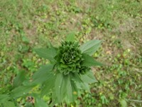 Just a green one