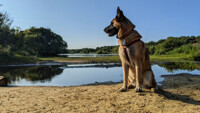 Dog by the pond