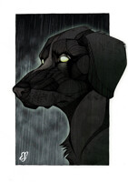P - Black Dog