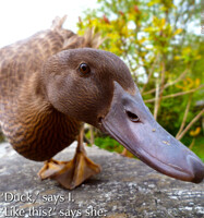 Seven Syllable Story