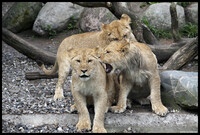 Lion cubs 29