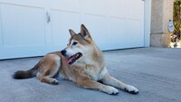 Goodbye, Little Fox