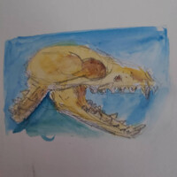 Fox skull study