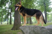 King Dog!