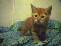 Orange Kitten watching