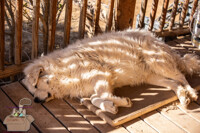 Talk to the Ear Flap