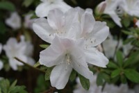 More of the same for you...