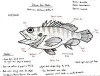 Labwork: Rockfish