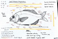 Labwork: Surfperch