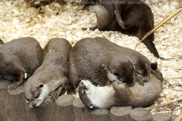Otter pile by Namugriff -- Fur Affinity [dot] net