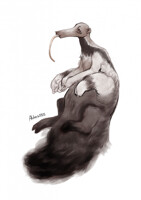 Anteater