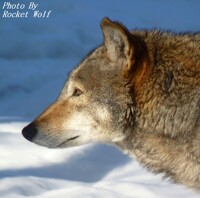 Red Wolf Stalking/Looking