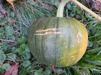 One more pic of the pumpkin