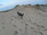 Nanook Of The Sand Dune? 