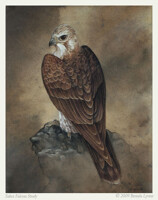 Saker Falcon Study