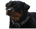 Duke (Part 2)