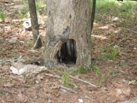 Hole inna Tree