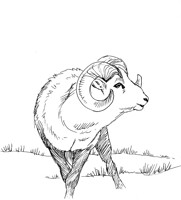 Stone Sheep