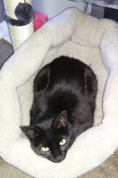Phoebe